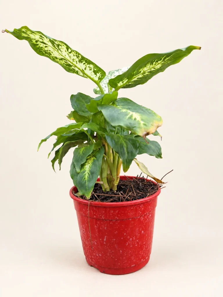 Dieffenbachia Mariane M14