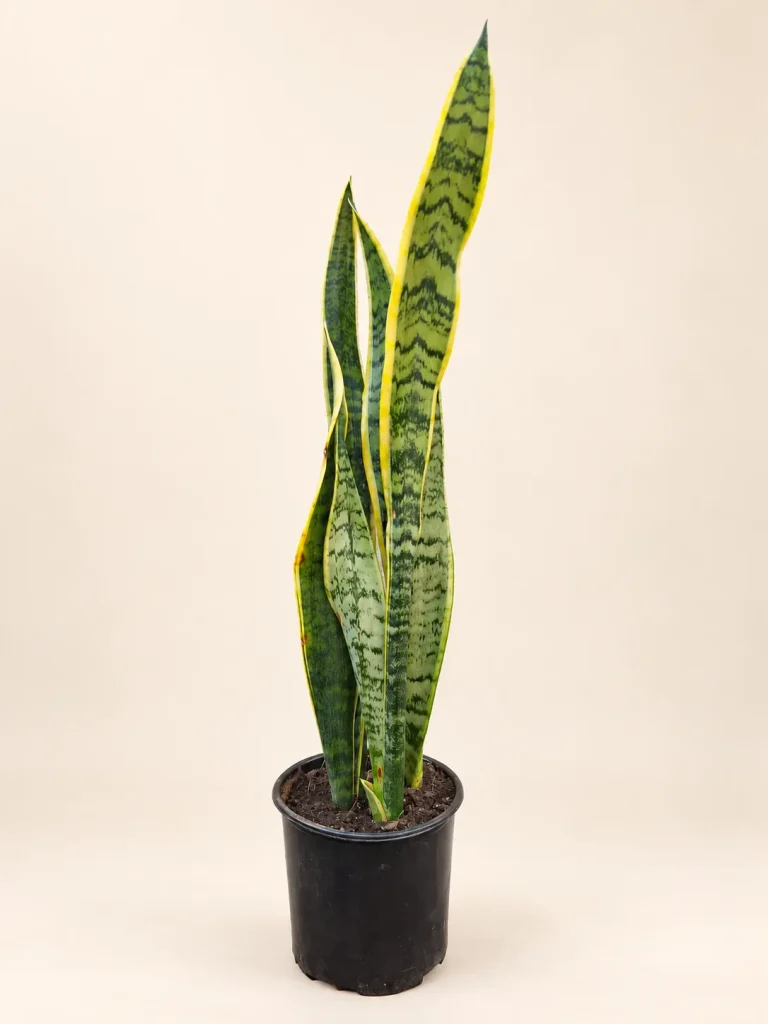 Sansevieria trifasciata 3 L