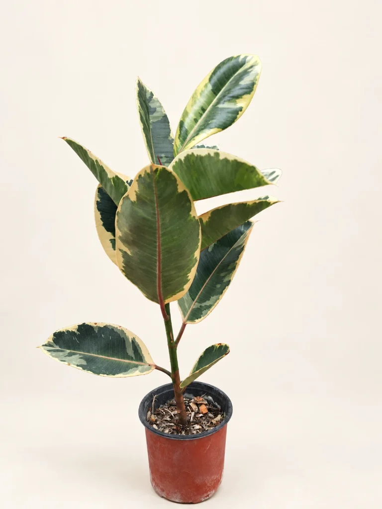 Gomero (Ficus elastica) 3 Litros