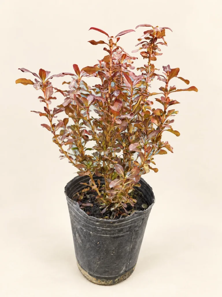 Coprosma 3 Litros
