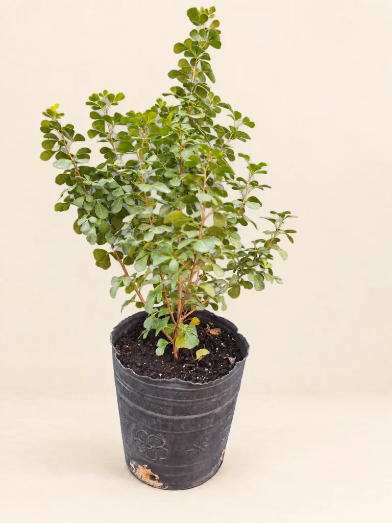 Rhus crenata 3 Litros