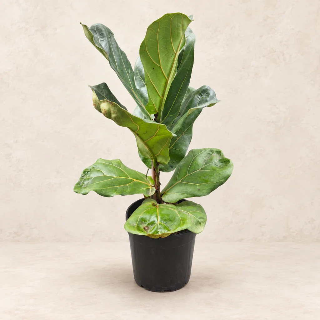 Ficus pandurata (Ficus lyrata) M19 · 70 cm