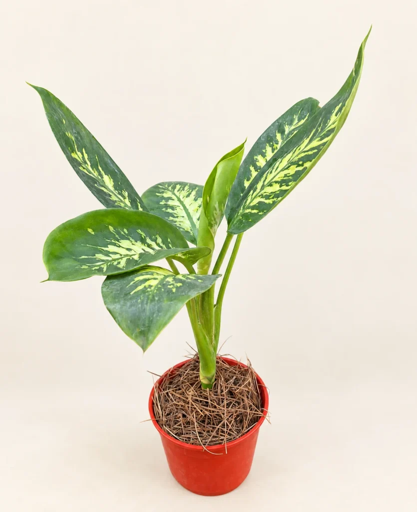 Dieffenbachia Tropic M14