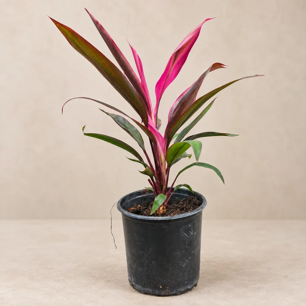 Cordyline Kiwi 3 L