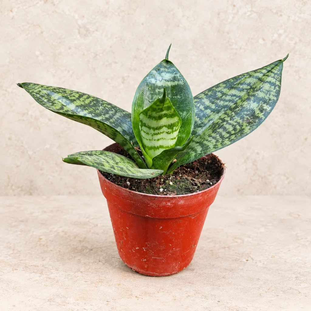 Sansevieria enana mini M08