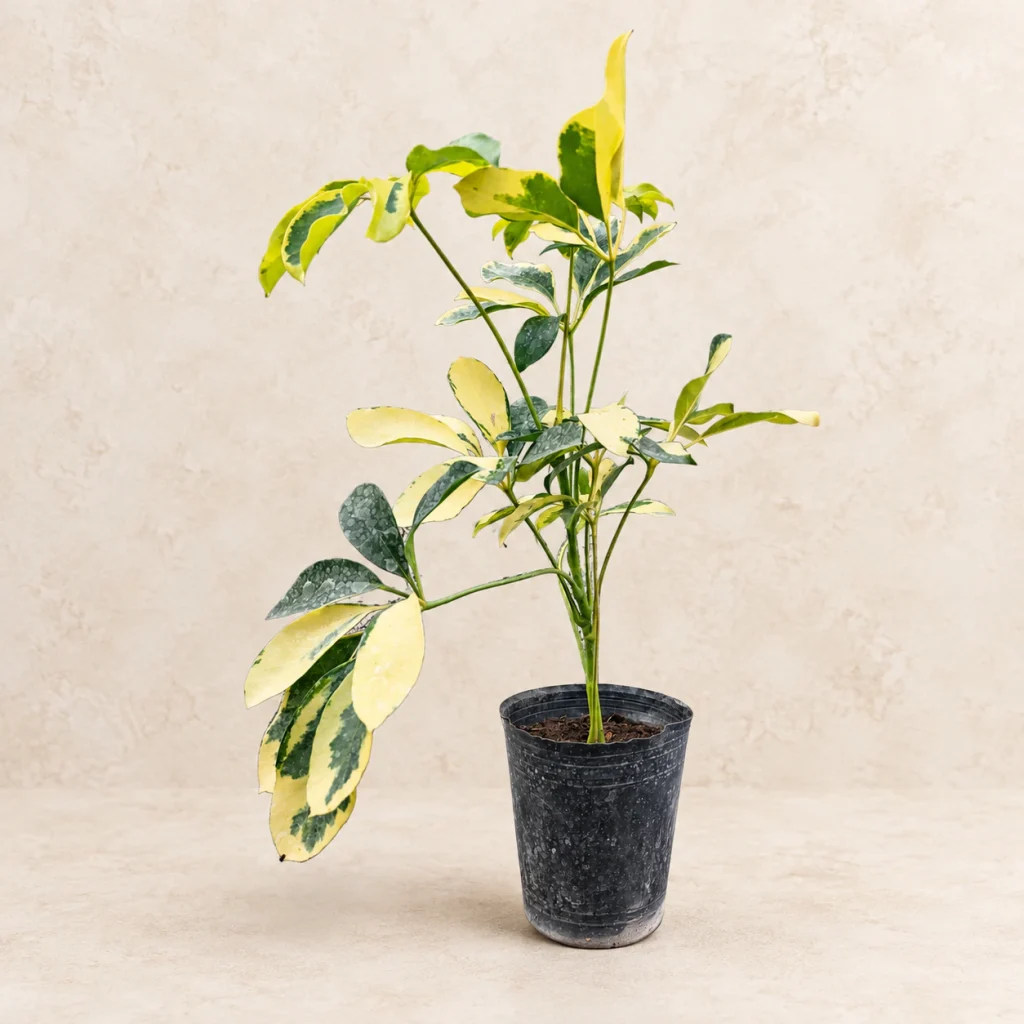 Aralia Schefflera M12