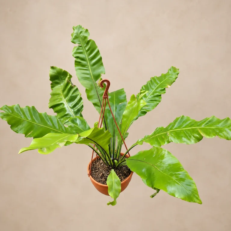 Asplenium en Bols 18 con colgante