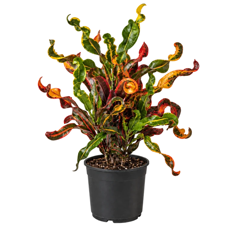 Croton Tirabuzón M12 — imagen de referencia