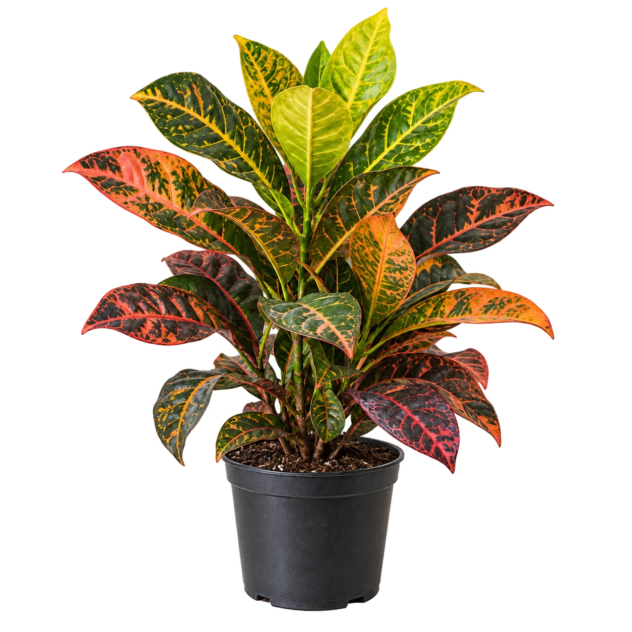 Croton Monalisa M12 — imagen de referencia