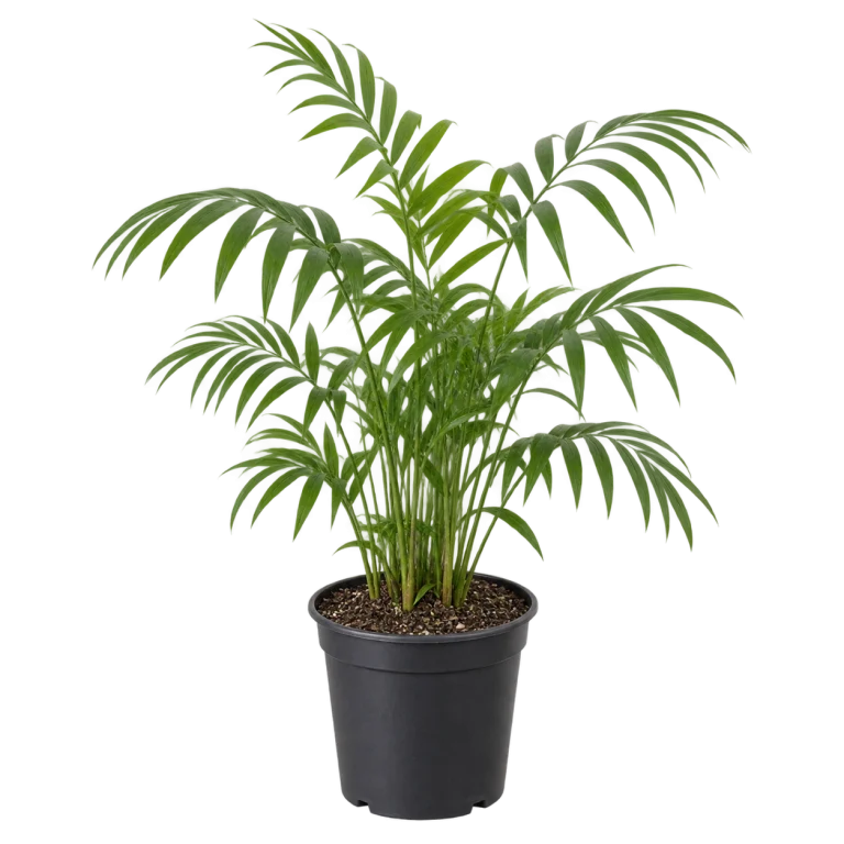 Palmera chamaedorea 14 Litros — imagen de referencia