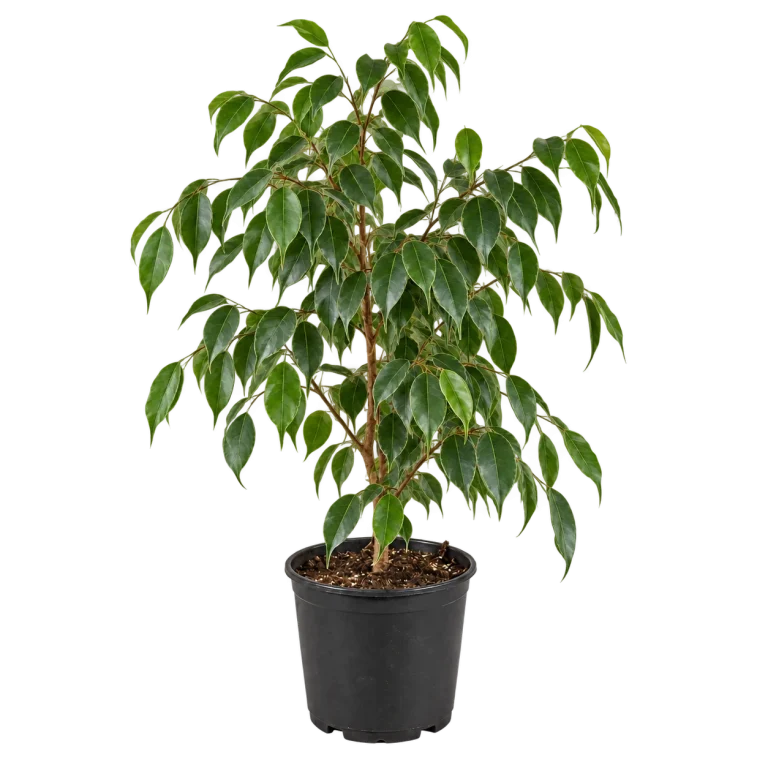 Ficus Nigricans Grande 3 Litros — imagen de referencia