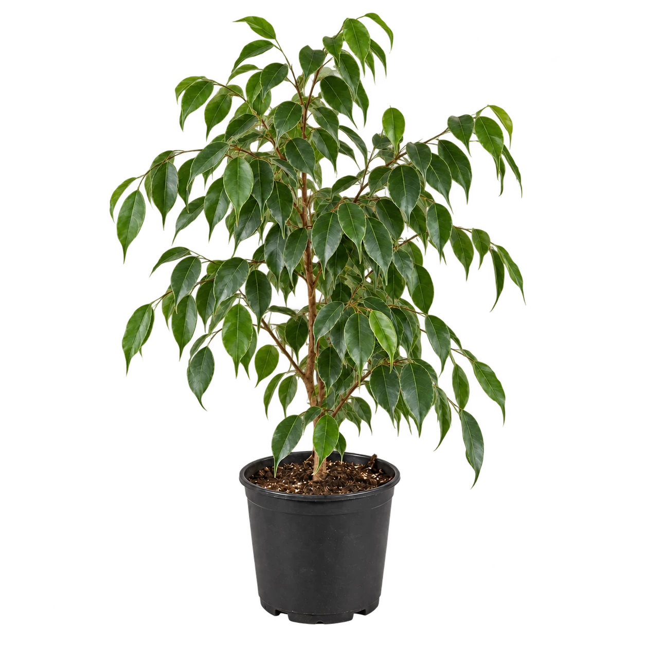 Ficus Nigricans Grande 3 Litros