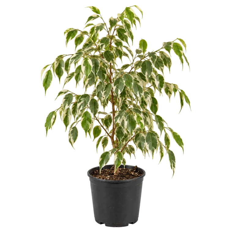 Ficus Blanco 3 Litros — imagen de referencia