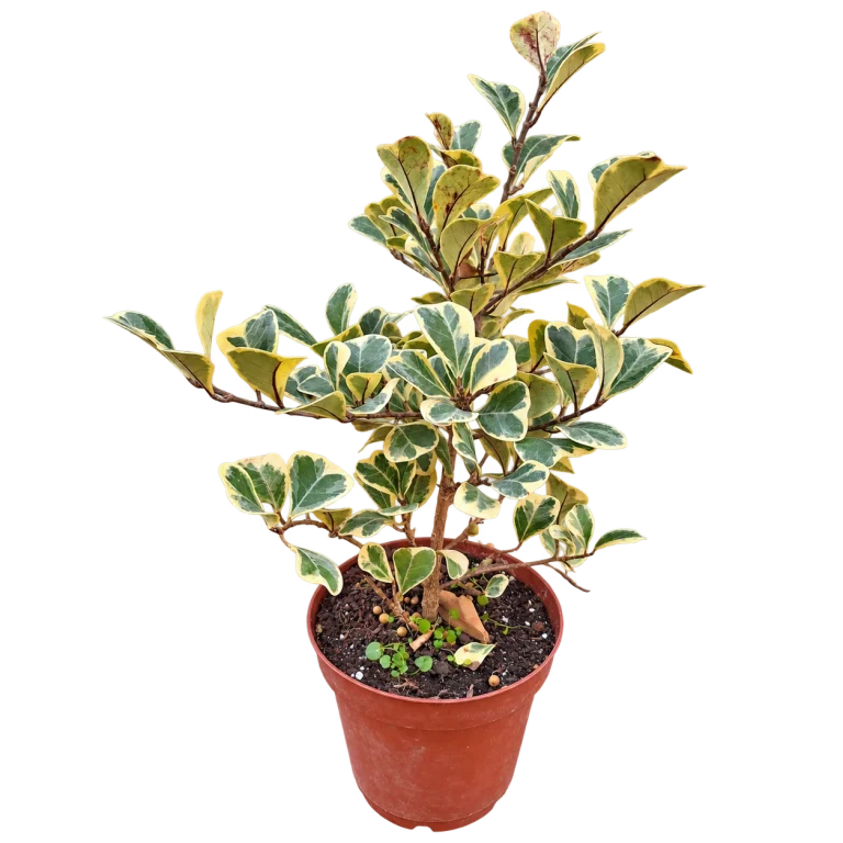 Ficus variegado 5 Litros — imagen de referencia