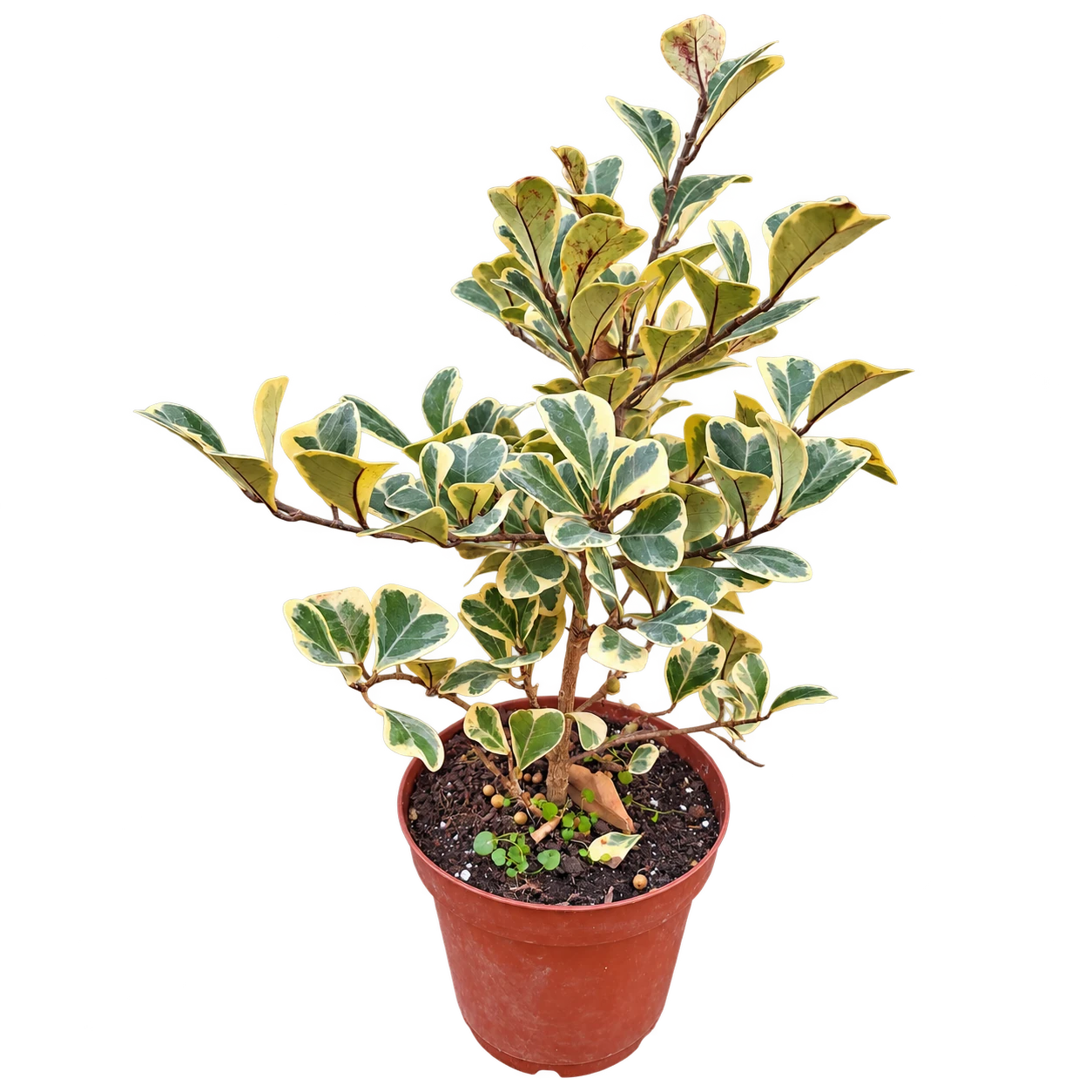 Ficus variegado 5 Litros