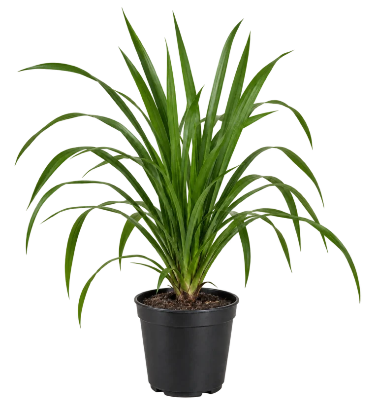 Dracena Verde 10 Litros — imagen de referencia