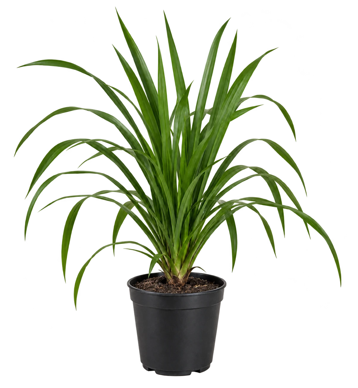 Dracena Verde 10 Litros