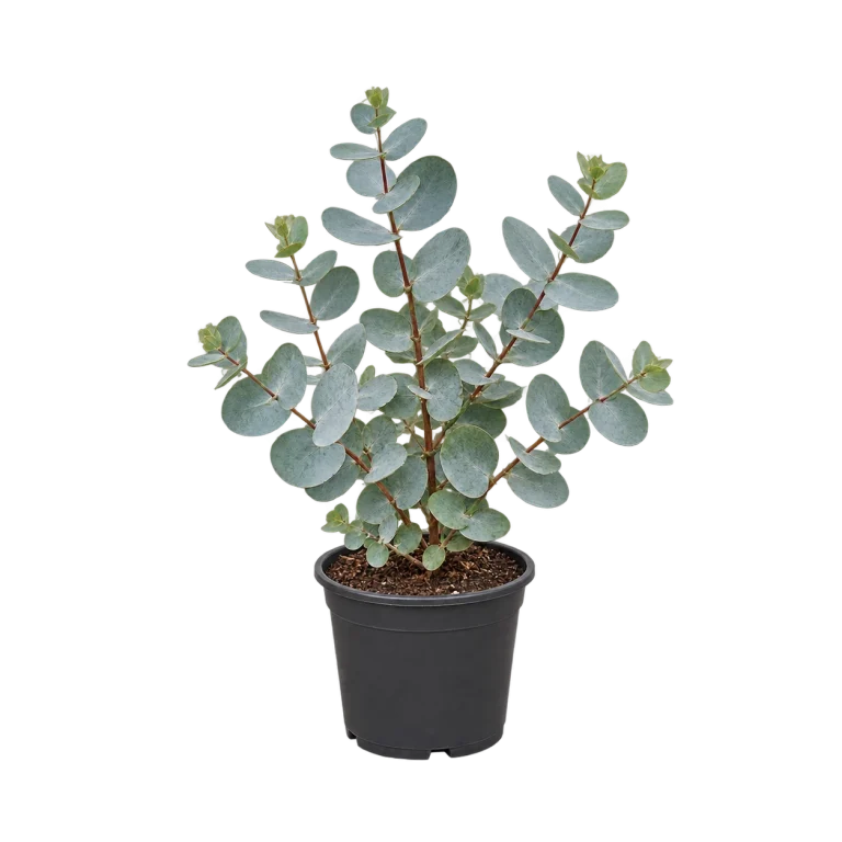 Eucalipto cinerea 5 Litros — imagen de referencia