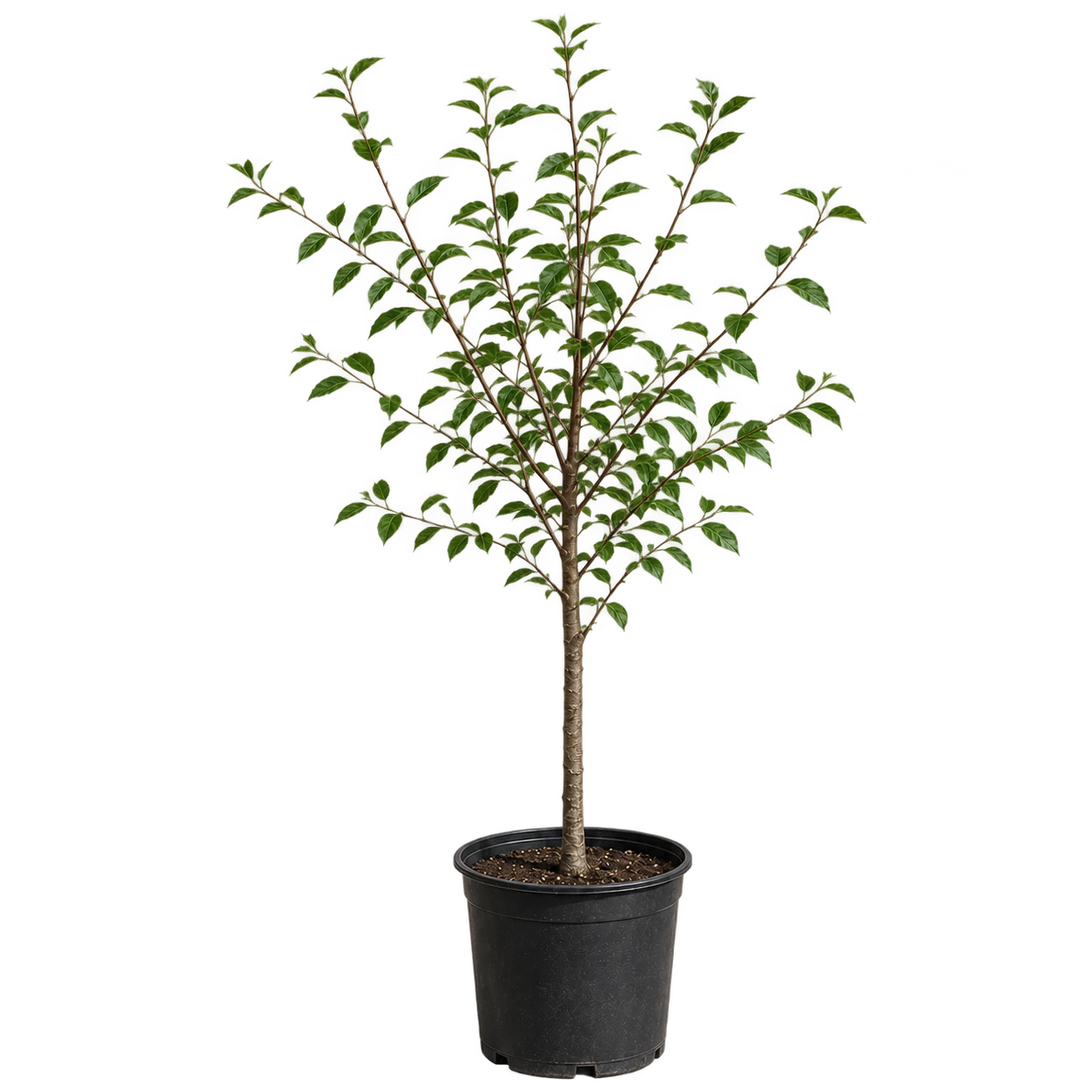 Prunus 7 Litros