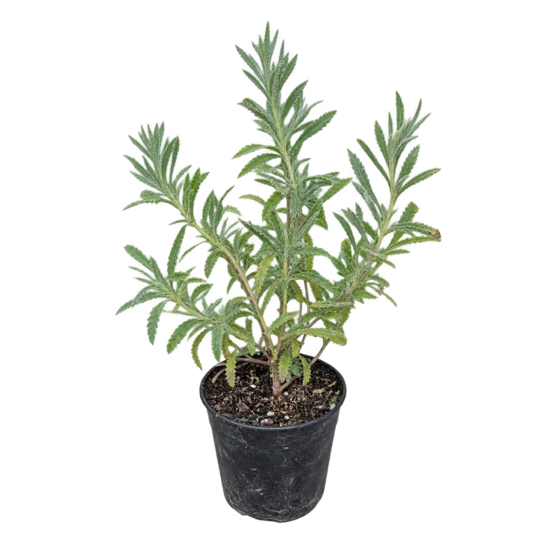 Lavanda / similar — imagen de referencia
