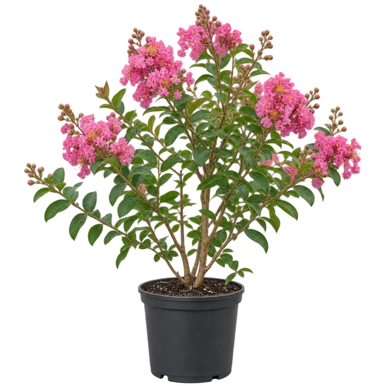 Crespón / Lagerstroemia indica — imagen de referencia