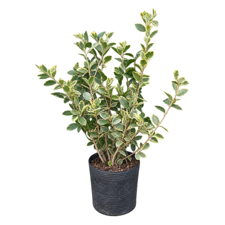 Dulce texana / Olea texana — imagen de referencia