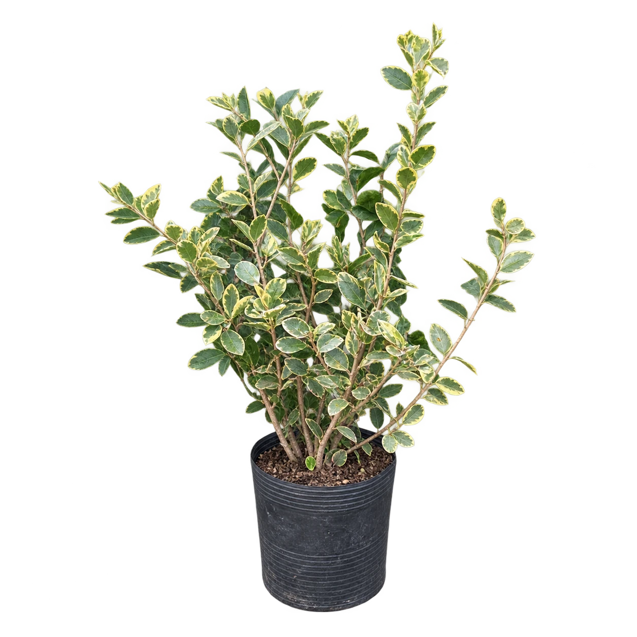 Dulce texana / Olea texana