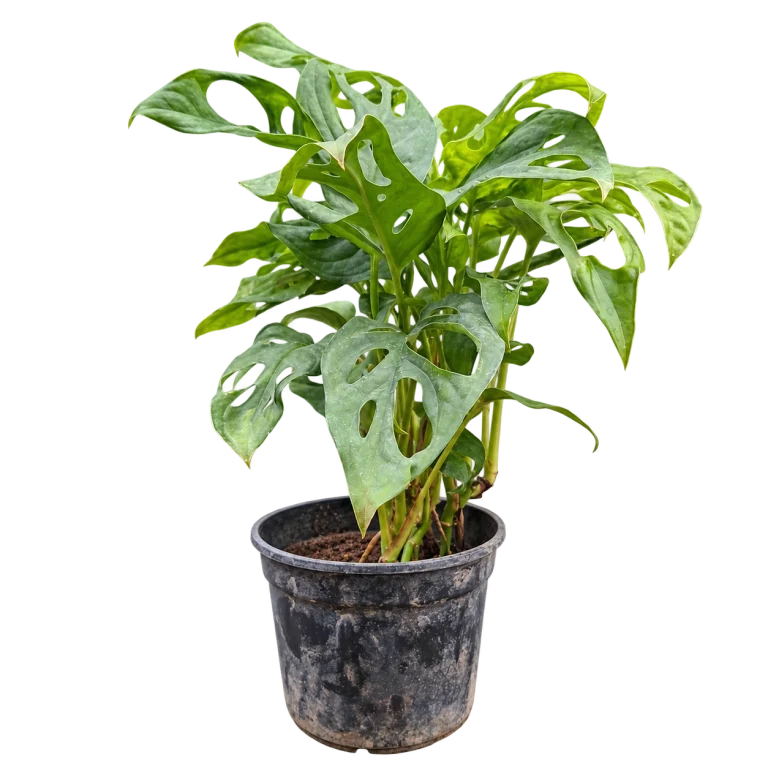 Philodendron peruviano M13