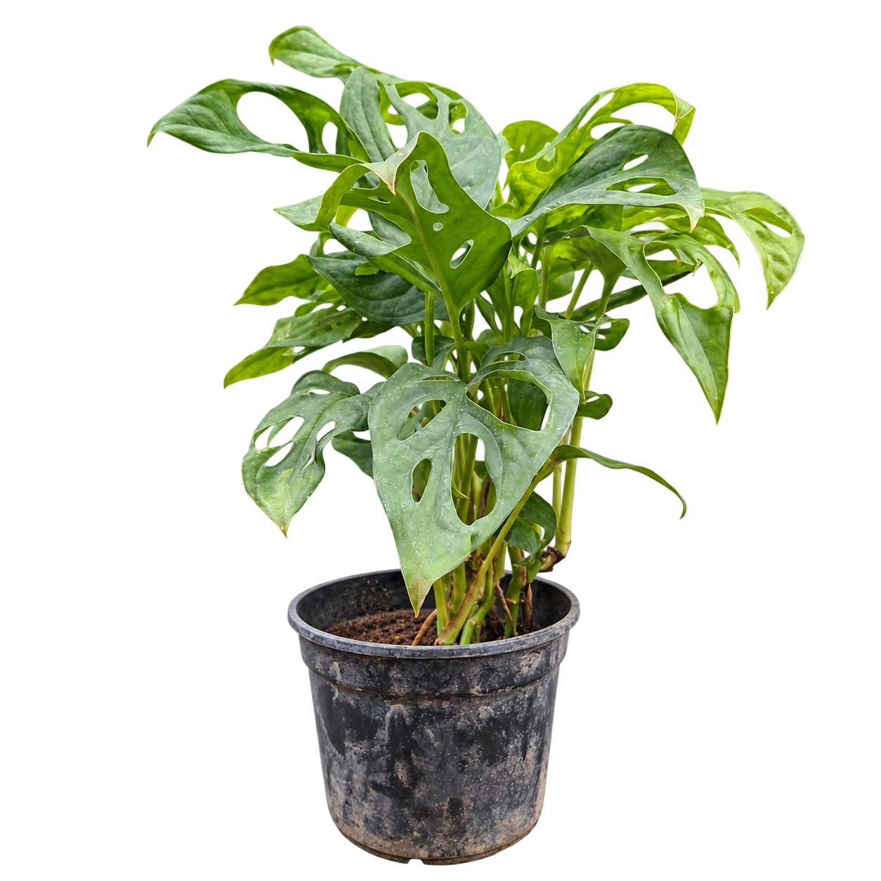 Philodendron peruviano M13