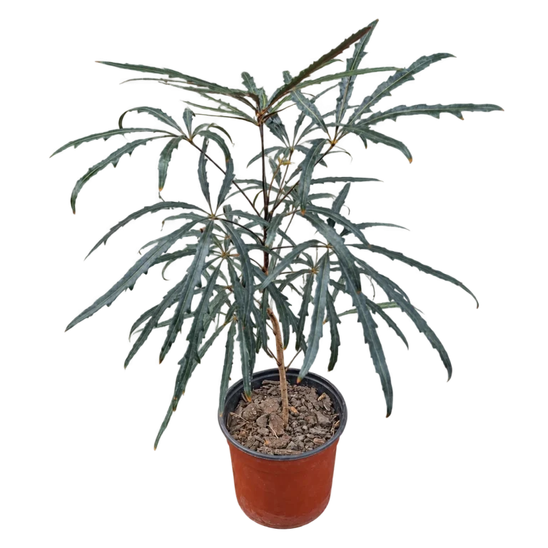 Aralia elegantissima M14