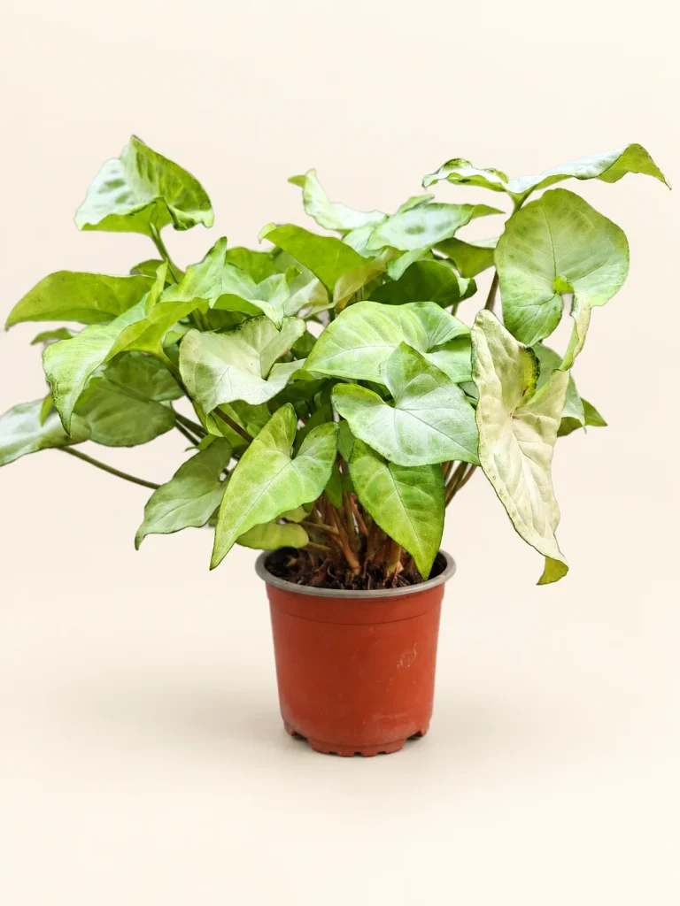 Syngonium M12