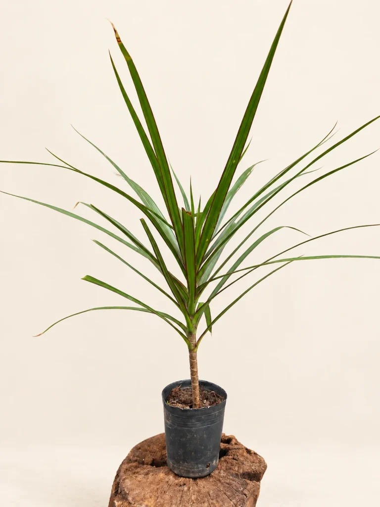 Dracaena marginata M12