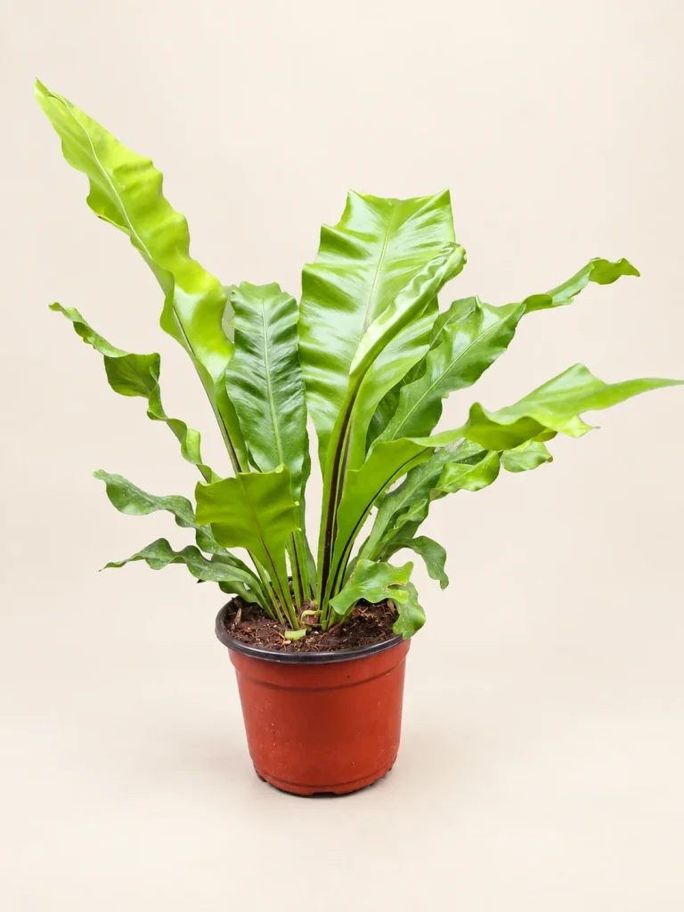 Asplenium M12