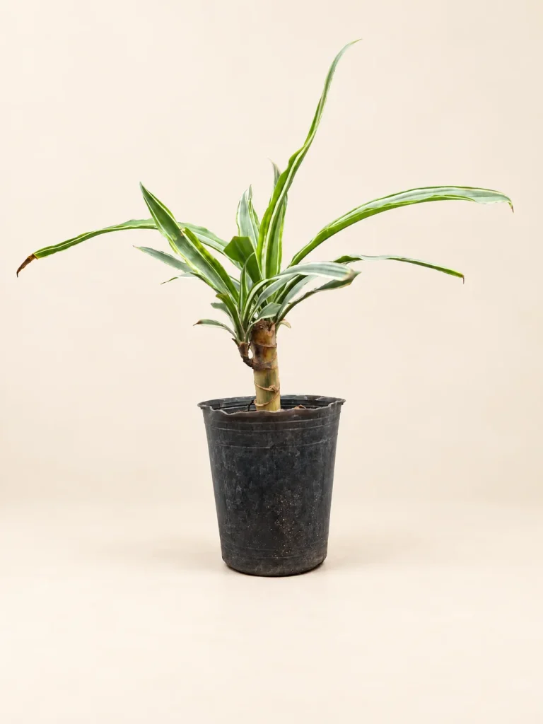 Dracaena Warneckii M12