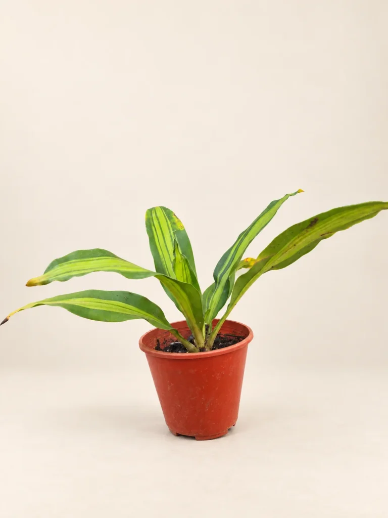 Dracena / Palo de agua M12