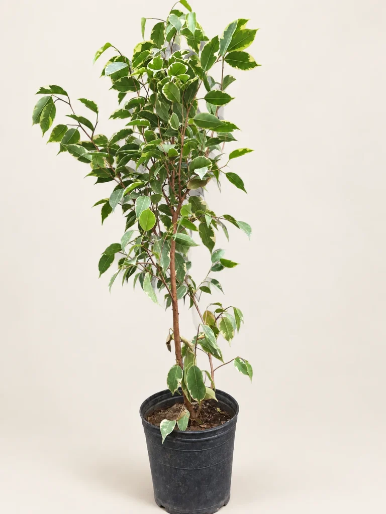 Ficus benjamina 3 Litros · 100 cm