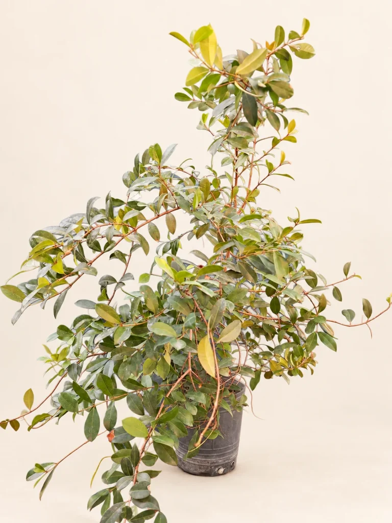 Eugenia myrtifolia 3 Litros