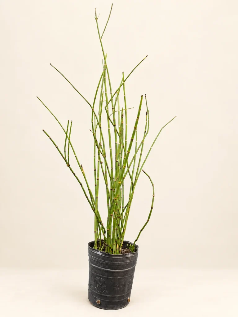 Equisetum hyemale 3 Litros