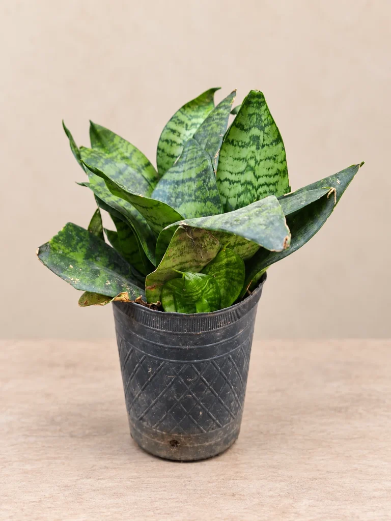 Sansevieria enana M12