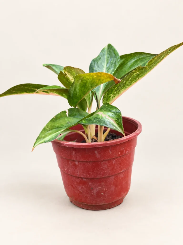 Aglaonema Lawan rosada M12
