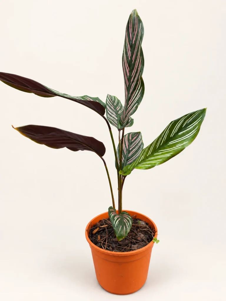 Calathea “mil rayitas” M14