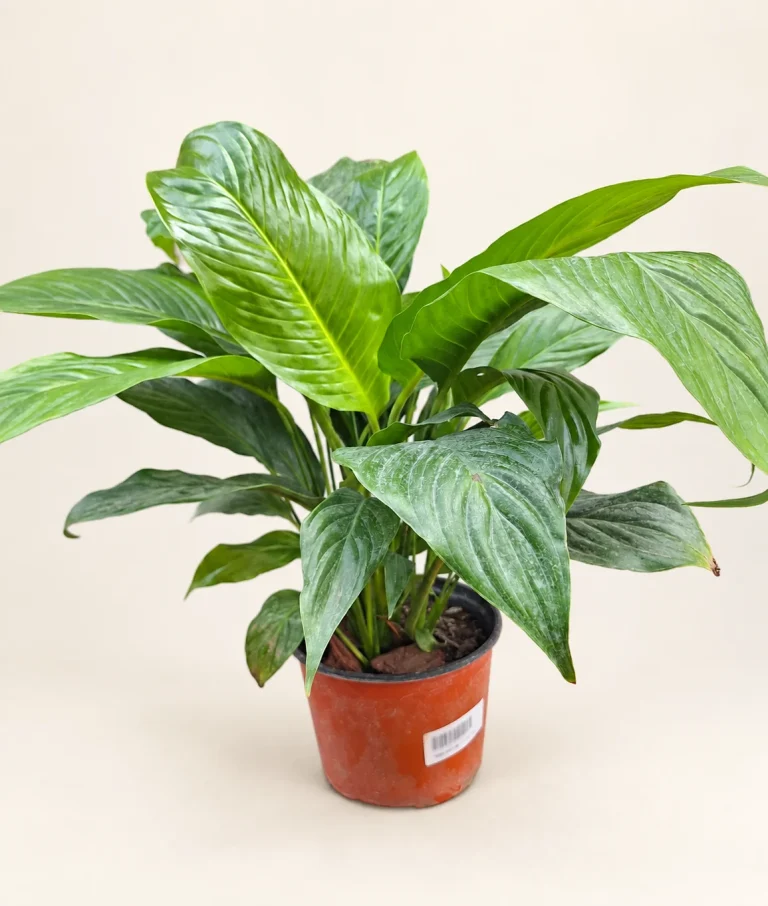 Spathiphyllum Sensation M17