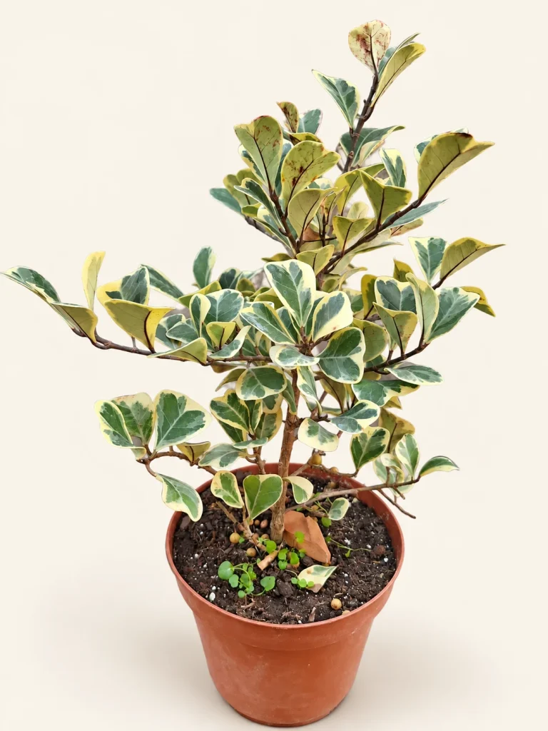 Ficus triangularis M14