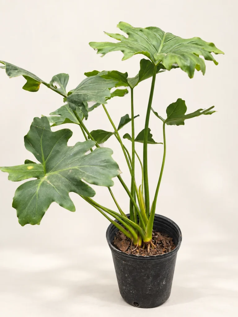 Philodendron misionero 3 Litros
