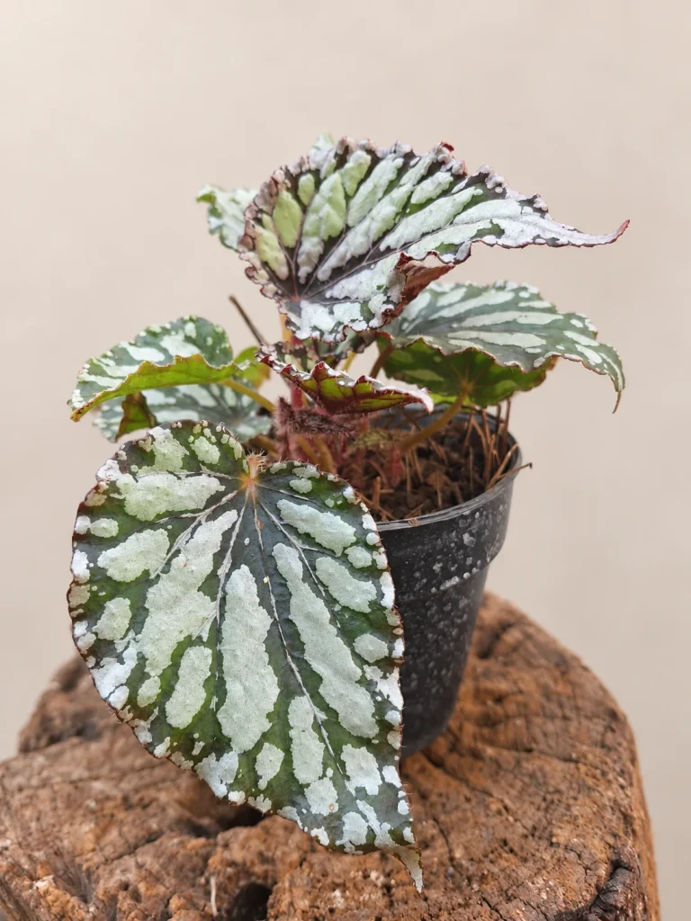 Begonia Rex M12
