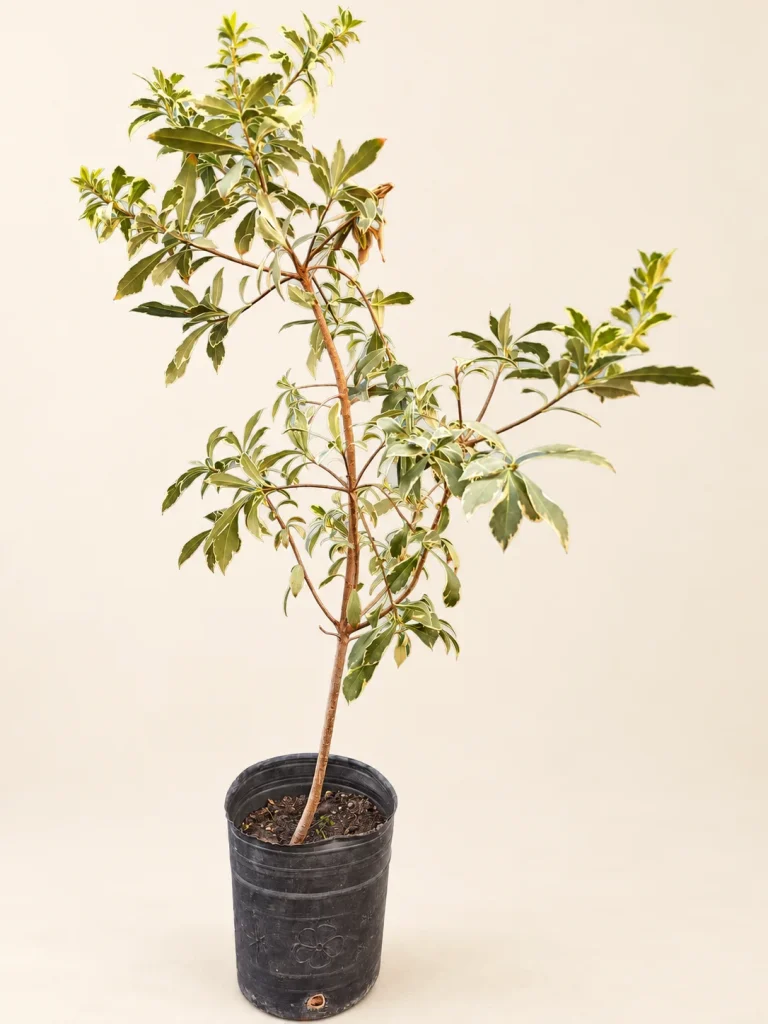 Azarero enano variegado 3 Litros