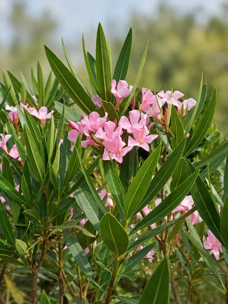 Laurel en flor 3 Litros