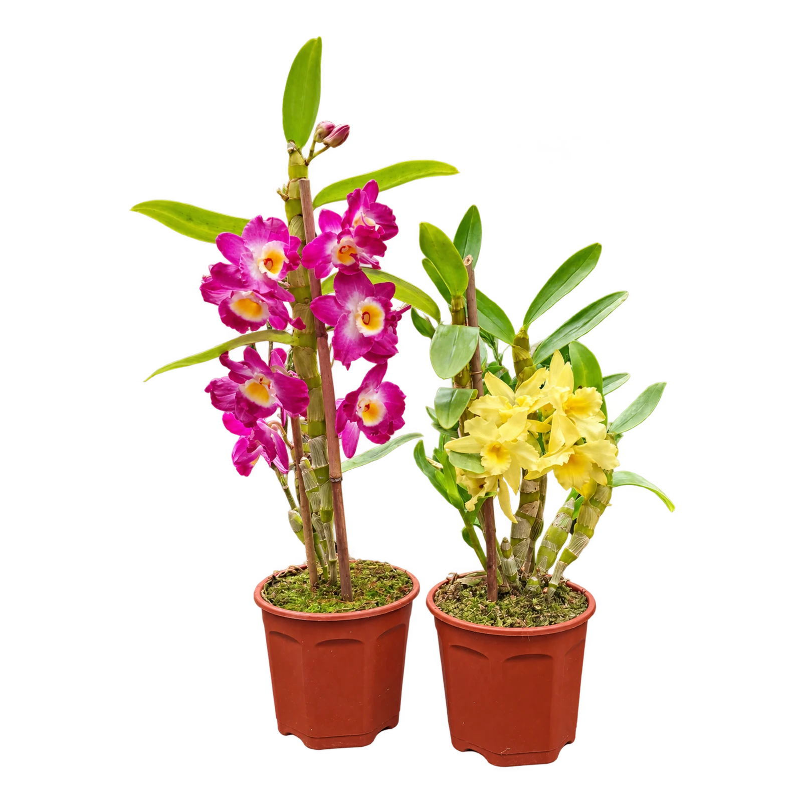 Orquídea dendrobium M12 en Vivero Los Cocos, Godoy Cruz, Mendoza